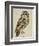 Brown Owl (Strix Ulula)-Reverend Christopher Atkinson-Framed Giclee Print