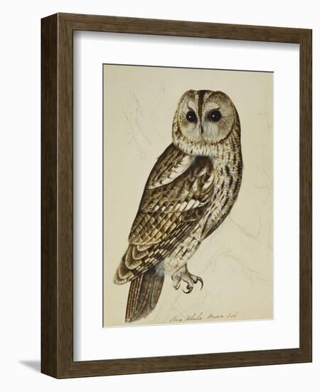 Brown Owl (Strix Ulula)-Reverend Christopher Atkinson-Framed Giclee Print