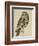 Brown Owl (Strix Ulula)-Reverend Christopher Atkinson-Framed Giclee Print