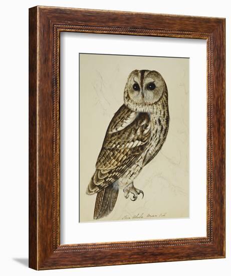 Brown Owl (Strix Ulula)-Reverend Christopher Atkinson-Framed Giclee Print