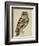 Brown Owl (Strix Ulula)-Reverend Christopher Atkinson-Framed Giclee Print