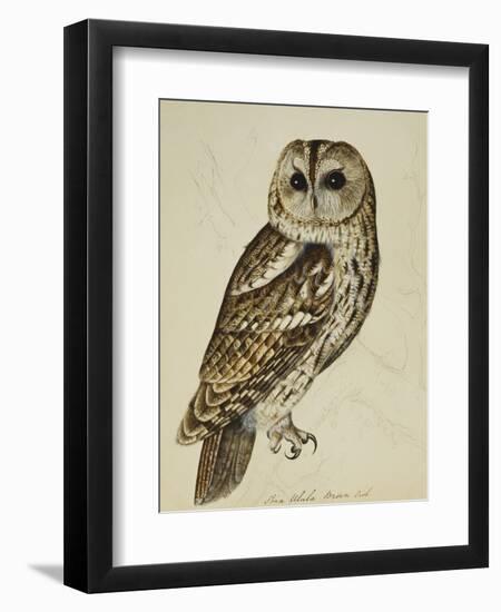 Brown Owl (Strix Ulula)-Reverend Christopher Atkinson-Framed Giclee Print