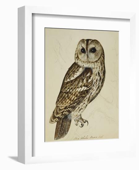 Brown Owl (Strix Ulula)-Reverend Christopher Atkinson-Framed Giclee Print