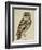 Brown Owl (Strix Ulula)-Reverend Christopher Atkinson-Framed Giclee Print