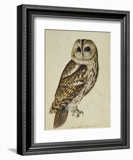 Brown Owl (Strix Ulula)-Reverend Christopher Atkinson-Framed Giclee Print