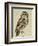 Brown Owl (Strix Ulula)-Reverend Christopher Atkinson-Framed Giclee Print