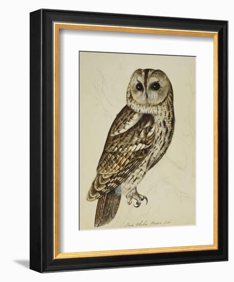 Brown Owl (Strix Ulula)-Reverend Christopher Atkinson-Framed Giclee Print