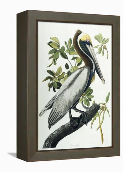 Brown Pelican, 1835-John James Audubon-Framed Premier Image Canvas
