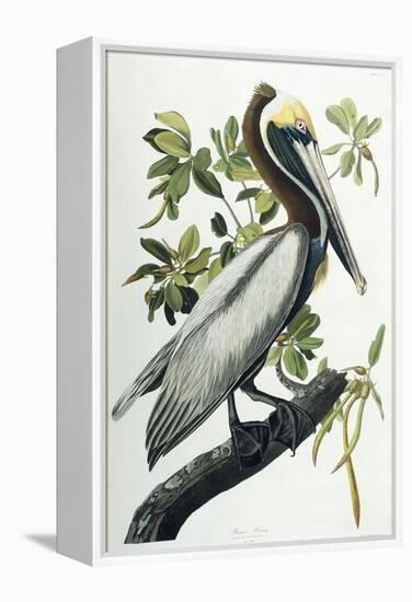 Brown Pelican, 1835-John James Audubon-Framed Premier Image Canvas