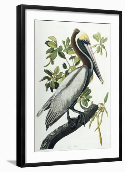 Brown Pelican, 1835-John James Audubon-Framed Giclee Print