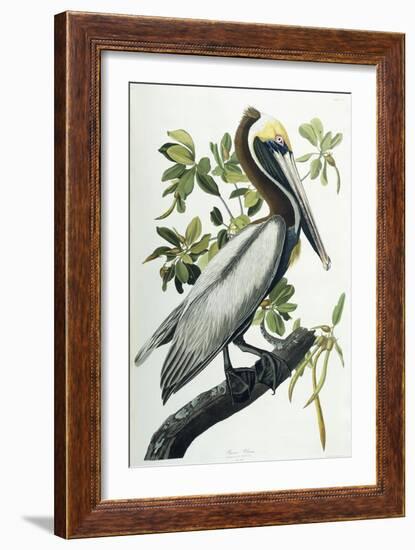 Brown Pelican, 1835-John James Audubon-Framed Giclee Print