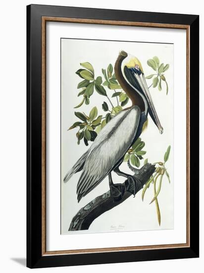 Brown Pelican, 1835-John James Audubon-Framed Giclee Print