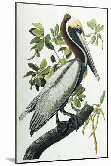 Brown Pelican, 1835-John James Audubon-Mounted Giclee Print