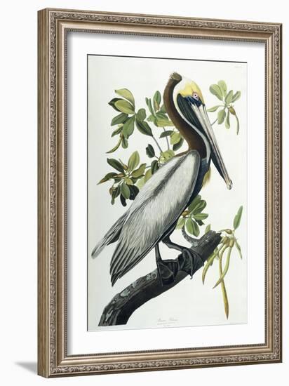 Brown Pelican, 1835-John James Audubon-Framed Premium Giclee Print