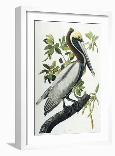 Brown Pelican, 1835-John James Audubon-Framed Premium Giclee Print