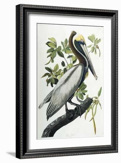 Brown Pelican, 1835-John James Audubon-Framed Premium Giclee Print