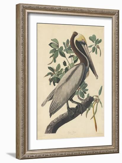 Brown Pelican, 1835-John James Audubon-Framed Giclee Print