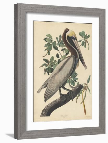 Brown Pelican, 1835-John James Audubon-Framed Giclee Print