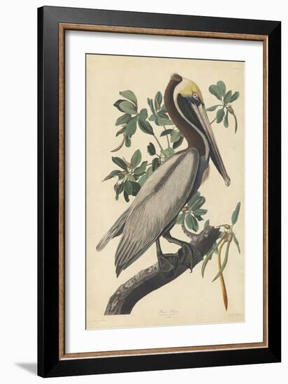 Brown Pelican, 1835-John James Audubon-Framed Giclee Print