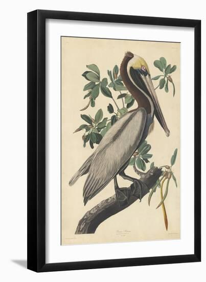 Brown Pelican, 1835-John James Audubon-Framed Giclee Print