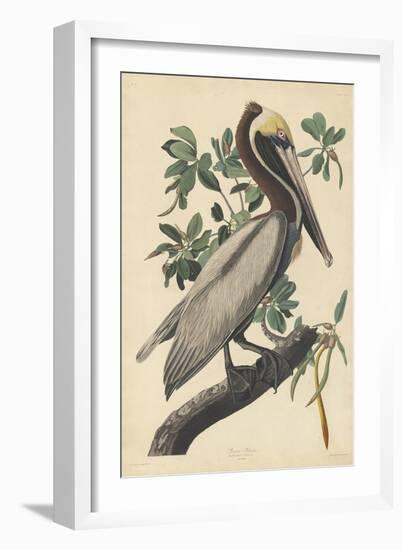 Brown Pelican, 1835-John James Audubon-Framed Giclee Print