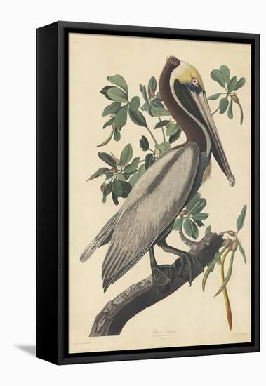 Brown Pelican, 1835-John James Audubon-Framed Premier Image Canvas