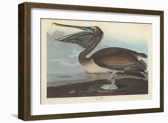 Brown Pelican, 1838-John James Audubon-Framed Premium Giclee Print