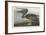 Brown Pelican, 1838-John James Audubon-Framed Premium Giclee Print