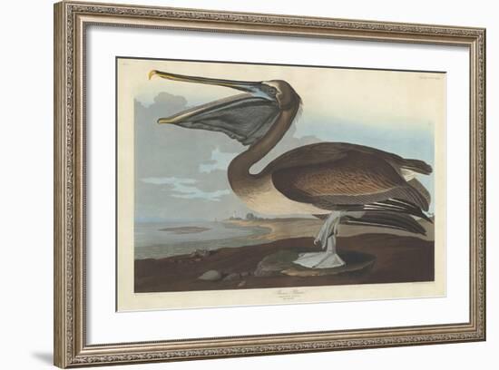 Brown Pelican, 1838-John James Audubon-Framed Premium Giclee Print