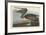 Brown Pelican, 1838-John James Audubon-Framed Premium Giclee Print