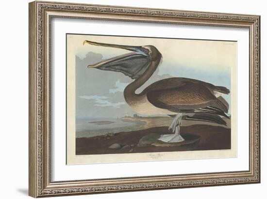 Brown Pelican, 1838-John James Audubon-Framed Giclee Print