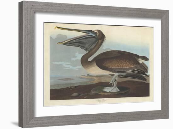 Brown Pelican, 1838-John James Audubon-Framed Giclee Print