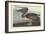 Brown Pelican, 1838-John James Audubon-Framed Giclee Print