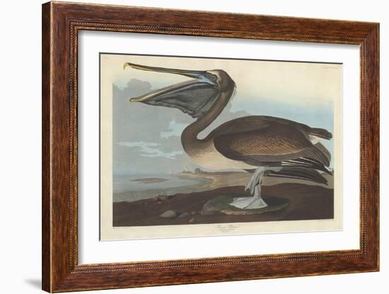 Brown Pelican, 1838-John James Audubon-Framed Giclee Print