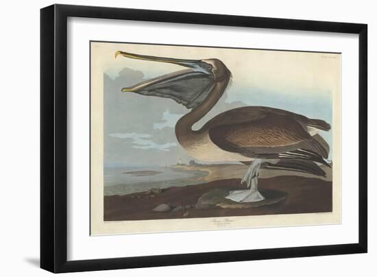 Brown Pelican, 1838-John James Audubon-Framed Giclee Print