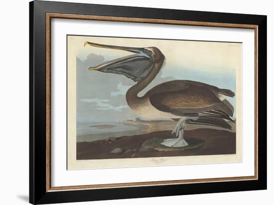 Brown Pelican, 1838-John James Audubon-Framed Giclee Print
