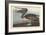 Brown Pelican, 1838-John James Audubon-Framed Giclee Print