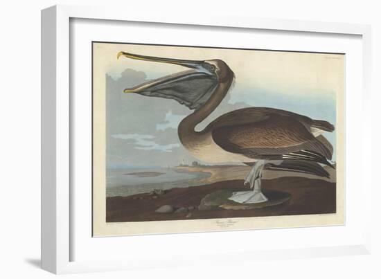 Brown Pelican, 1838-John James Audubon-Framed Giclee Print