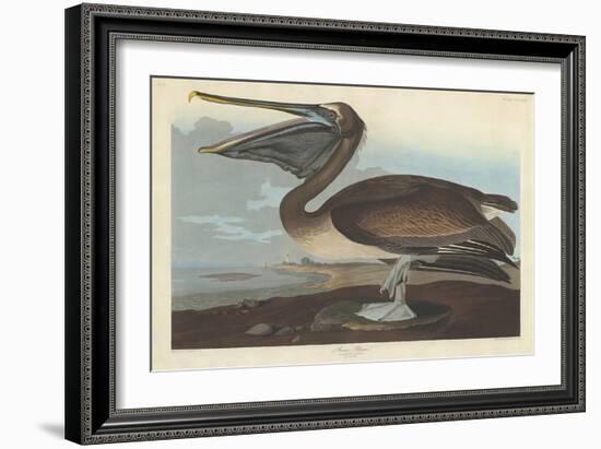 Brown Pelican, 1838-John James Audubon-Framed Giclee Print