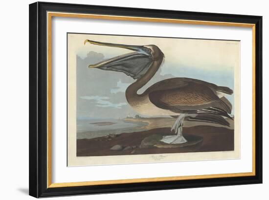 Brown Pelican, 1838-John James Audubon-Framed Giclee Print