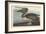 Brown Pelican, 1838-John James Audubon-Framed Giclee Print