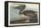 Brown Pelican, 1838-John James Audubon-Framed Premier Image Canvas