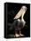 Brown Pelican, Brazil-Gavriel Jecan-Framed Premier Image Canvas