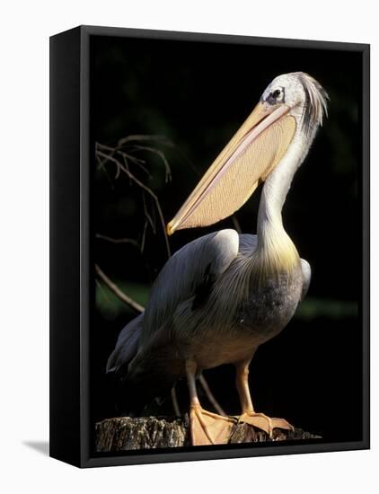Brown Pelican, Brazil-Gavriel Jecan-Framed Premier Image Canvas