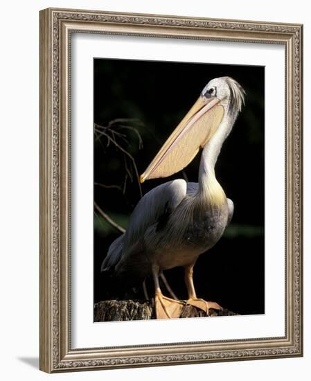 Brown Pelican, Brazil-Gavriel Jecan-Framed Photographic Print