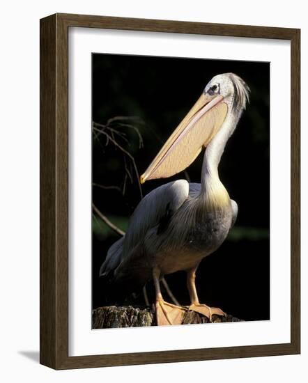 Brown Pelican, Brazil-Gavriel Jecan-Framed Photographic Print