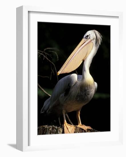 Brown Pelican, Brazil-Gavriel Jecan-Framed Photographic Print