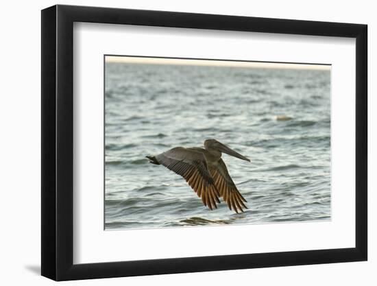 Brown Pelican Close-Up, Flying over Water-Sheila Haddad-Framed Photographic Print