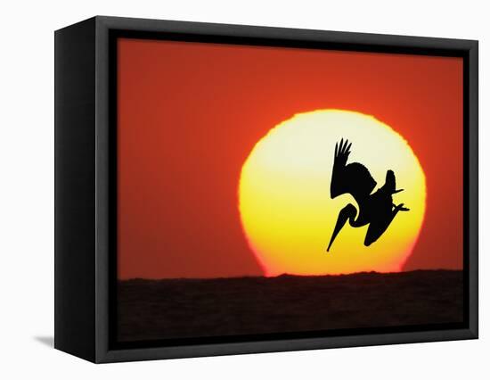 Brown Pelican Diving in Front of Setting Sun-Arthur Morris-Framed Premier Image Canvas