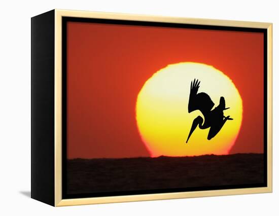 Brown Pelican Diving in Front of Setting Sun-Arthur Morris-Framed Premier Image Canvas